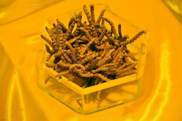 冬蟲夏草可以放多久 冬蟲夏草會發(fā)霉嗎 冬蟲夏草可以放多久 冬蟲夏草會發(fā)霉嗎