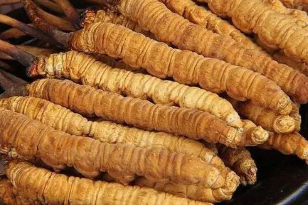 冬蟲夏草適合老人吃嗎 冬蟲夏草適合什么年齡段的人吃 冬蟲夏草適合老人吃嗎 冬蟲夏草適合什么年齡段的人吃