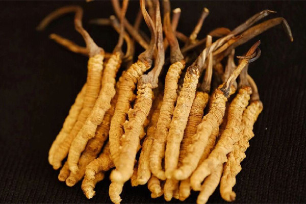 冬蟲(chóng)夏草的功效有哪些 冬蟲(chóng)夏草對(duì)心臟好嗎 冬蟲(chóng)夏草的功效有哪些 冬蟲(chóng)夏草對(duì)心臟好嗎