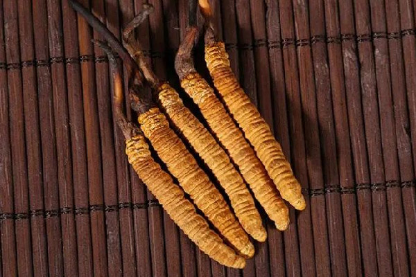 冬蟲夏草的吃法和用量 冬蟲夏草吃多了會怎樣 冬蟲夏草的吃法和用量 冬蟲夏草吃多了會怎樣