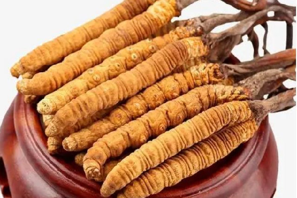 冬蟲夏草可以放多久 冬蟲夏草會發(fā)霉嗎 冬蟲夏草可以放多久 冬蟲夏草會發(fā)霉嗎