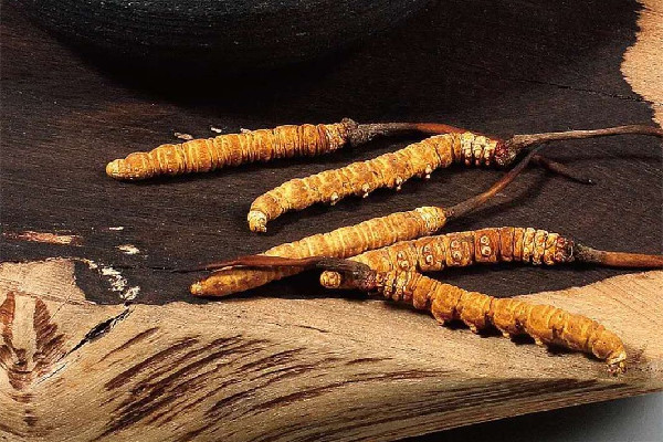 冬蟲(chóng)夏草泡酒一般一斤多少根 冬蟲(chóng)夏草泡酒加什么藥材好