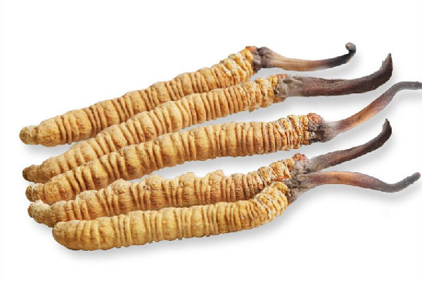 冬蟲夏草怎么辨真假 冬蟲夏草怎么選擇好壞 冬蟲夏草怎么辨真假 冬蟲夏草怎么選擇好壞