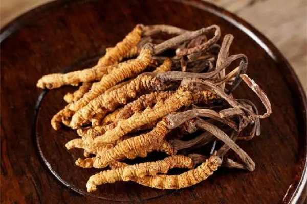 冬蟲夏草有養(yǎng)殖的嗎 冬蟲夏草人工和養(yǎng)殖的區(qū)別 冬蟲夏草有養(yǎng)殖的嗎 冬蟲夏草人工和養(yǎng)殖的區(qū)別