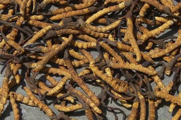 冬蟲夏草的吃法和用量 冬蟲夏草吃多了會怎樣 冬蟲夏草的吃法和用量 冬蟲夏草吃多了會怎樣