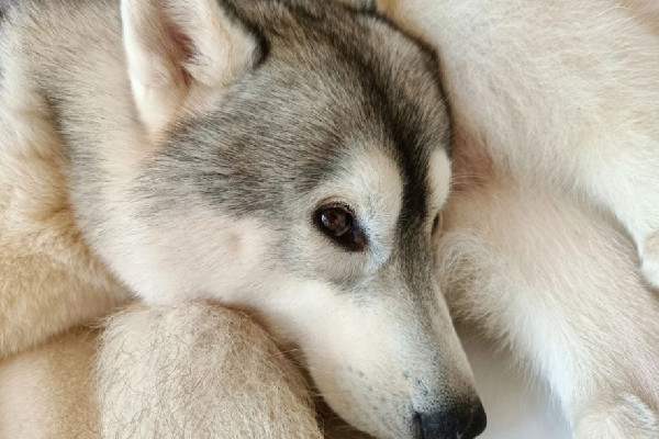 女子誤把二哈當(dāng)狼哭著報(bào)警 二哈為什么和狼這么像 女子誤把二哈當(dāng)狼哭著報(bào)警 二哈為什么和狼這么像