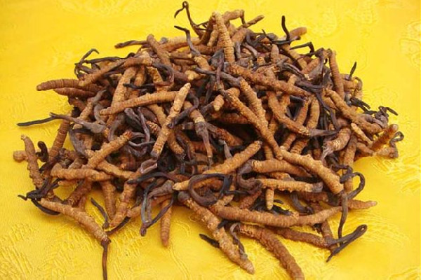 冬蟲夏草要燉多長時間 冬蟲夏草燉什么最好 冬蟲夏草要燉多長時間 冬蟲夏草燉什么最好