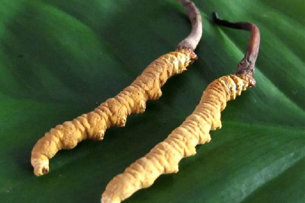 冬蟲夏草要燉多長時間 冬蟲夏草燉什么最好 冬蟲夏草要燉多長時間 冬蟲夏草燉什么最好