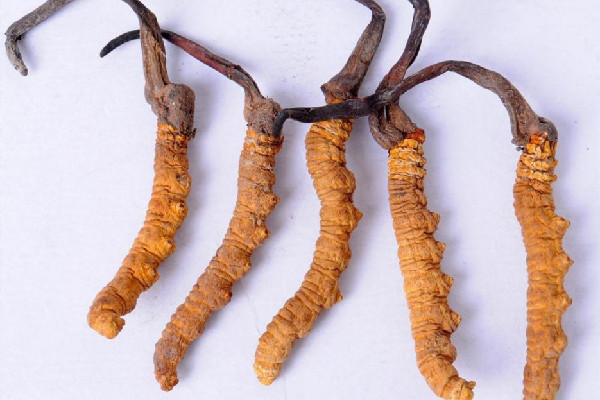 冬蟲夏草可以放多久 冬蟲夏草會發(fā)霉嗎 冬蟲夏草可以放多久 冬蟲夏草會發(fā)霉嗎