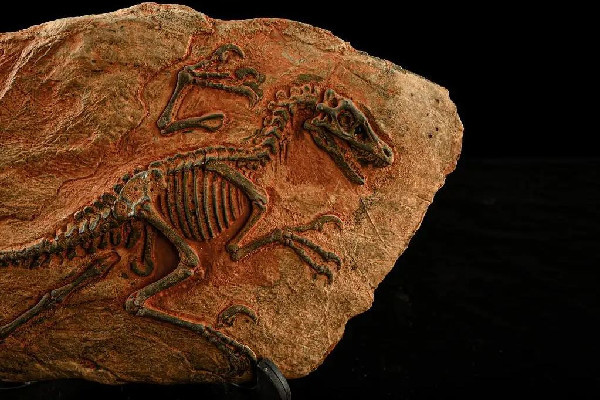 男子散步時(shí)意外發(fā)現(xiàn)恐龍蛋化石 恐龍化石是怎么形成的 男子散步時(shí)意外發(fā)現(xiàn)恐龍蛋化石 恐龍化石是怎么形成的