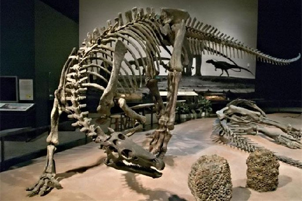 男子散步時(shí)意外發(fā)現(xiàn)恐龍蛋化石 恐龍化石是怎么形成的 男子散步時(shí)意外發(fā)現(xiàn)恐龍蛋化石 恐龍化石是怎么形成的