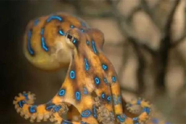 深圳一網(wǎng)友稱在山姆買到藍(lán)環(huán)章魚 藍(lán)環(huán)章魚有幾個(gè)品種