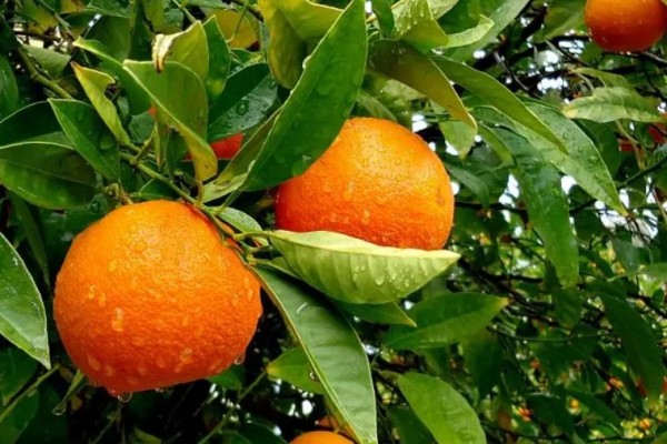 橙子吃多了皮膚變黃是真的嗎 橙子對皮膚的作用