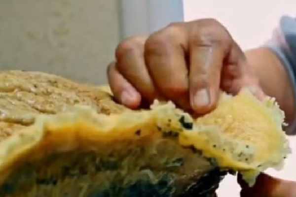 男子撿黑太歲養(yǎng)4年增重14斤8兩 黑太歲是靈芝嗎 男子撿黑太歲養(yǎng)4年增重14斤8兩 黑太歲是靈芝嗎