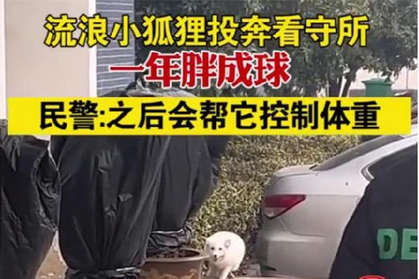 流浪小狐貍投奔看守所1年胖成球 狐貍會主動攻擊人嗎 流浪小狐貍投奔看守所1年胖成球 狐貍會主動攻擊人嗎