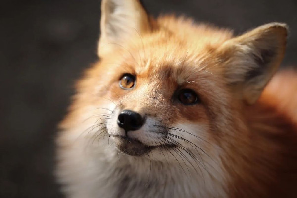 流浪小狐貍投奔看守所1年胖成球 狐貍會主動攻擊人嗎 流浪小狐貍投奔看守所1年胖成球 狐貍會主動攻擊人嗎