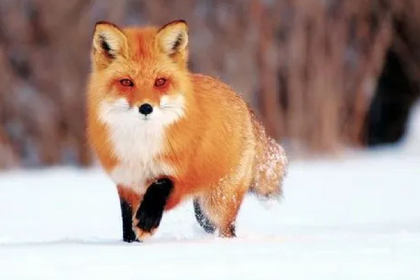 流浪小狐貍投奔看守所1年胖成球 狐貍會主動攻擊人嗎 流浪小狐貍投奔看守所1年胖成球 狐貍會主動攻擊人嗎