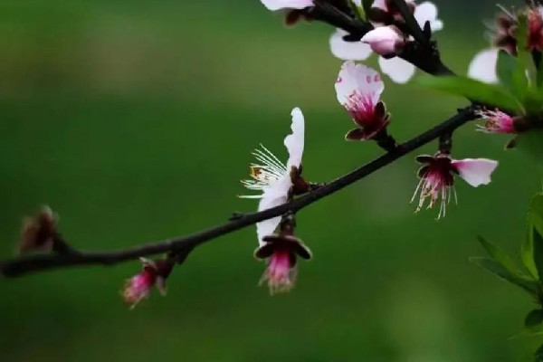 2023年立春有兩個嗎 2023年立春為什么是兩個 2023年立春有兩個嗎 2023年立春為什么是兩個