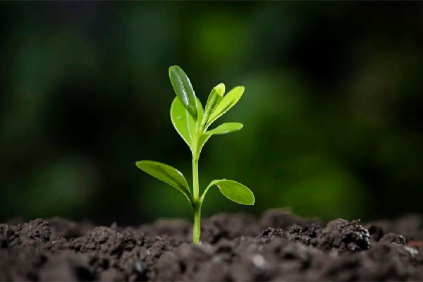 立春要注意哪些事項 立春可以請客吃飯嗎 立春要注意哪些事項 立春可以請客吃飯嗎