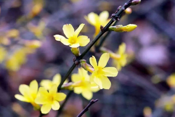 立春吃啥有講究嗎 立春要吃的三道熱菜是什么 立春吃啥有講究嗎 立春要吃的三道熱菜是什么