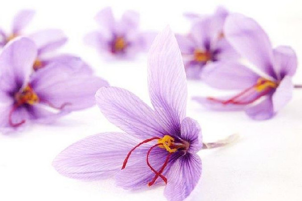 藏紅花可以泡幾次水 藏紅花泡多久就不能喝了 藏紅花可以泡幾次水 藏紅花泡多久就不能喝了