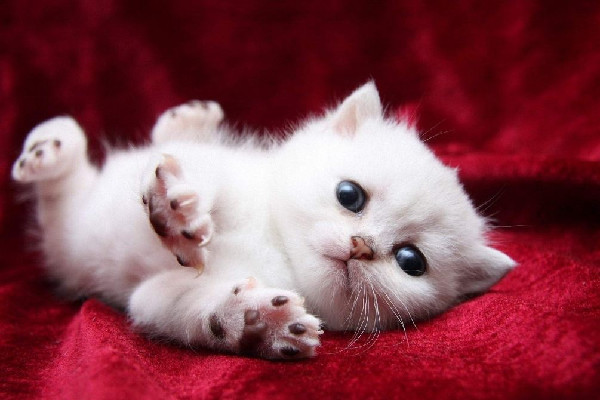 南寧二中可帶寵物上學(xué)?學(xué)校:屬實 寵物有哪些可以養(yǎng) 南寧二中可帶寵物上學(xué)?學(xué)校:屬實 寵物有哪些可以養(yǎng)