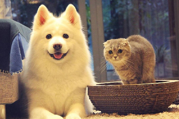 南寧二中可帶寵物上學(xué)?學(xué)校:屬實 寵物有哪些可以養(yǎng) 南寧二中可帶寵物上學(xué)?學(xué)校:屬實 寵物有哪些可以養(yǎng)