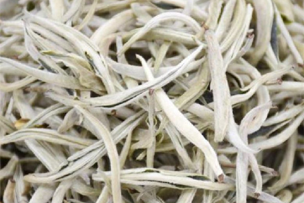 白毫銀針可以存放多久 白毫銀針放冰箱儲存好嗎 白毫銀針可以存放多久 白毫銀針放冰箱儲存好嗎