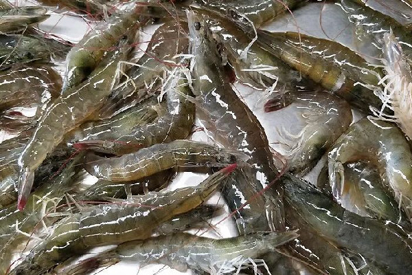 明蝦和基圍蝦區(qū)別 明蝦是海鮮嗎 明蝦和基圍蝦區(qū)別 明蝦是海鮮嗎