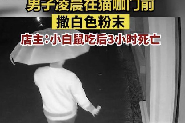 男子凌晨在貓咖門前投毒 貓咖有什么好玩的 男子凌晨在貓咖門前投毒 貓咖有什么好玩的