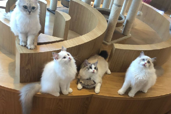 男子凌晨在貓咖門前投毒 貓咖有什么好玩的 男子凌晨在貓咖門前投毒 貓咖有什么好玩的