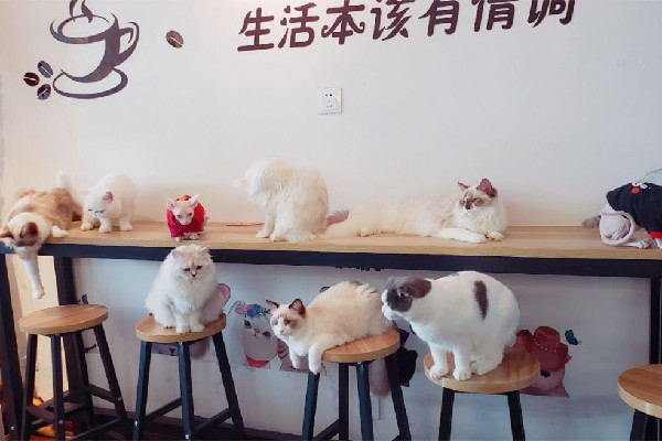 男子凌晨在貓咖門前投毒 貓咖有什么好玩的 男子凌晨在貓咖門前投毒 貓咖有什么好玩的