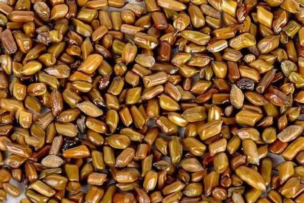 決明子有什么藥效 決明子可以降血壓嗎 決明子有什么藥效 決明子可以降血壓嗎