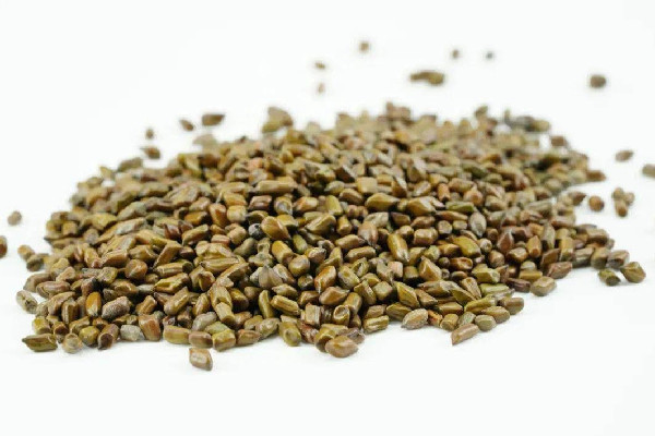 決明子用量一般多少克 決明子用多了會怎樣 決明子用量一般多少克 決明子用多了會怎樣