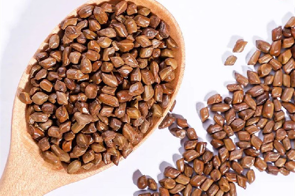 決明子會生蟲子嗎 決明子生蟲子了還能用嗎 決明子會生蟲子嗎 決明子生蟲子了還能用嗎