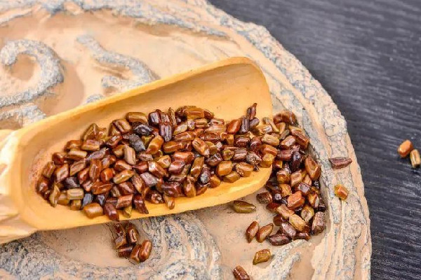 決明子用量一般多少克 決明子用多了會怎樣 決明子用量一般多少克 決明子用多了會怎樣