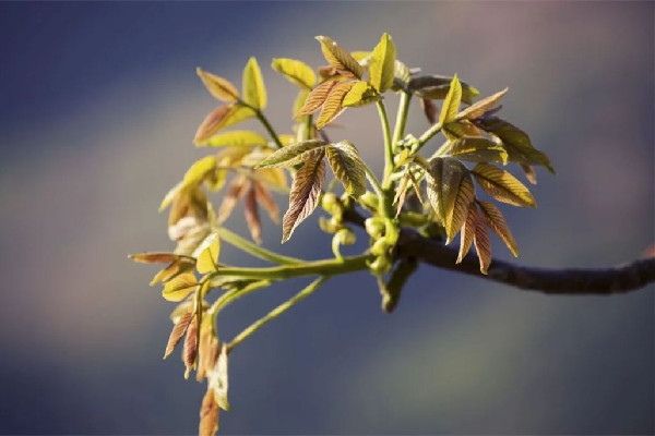 香椿不適合什么人群吃 香椿吃多少合適 香椿不適合什么人群吃 香椿吃多少合適