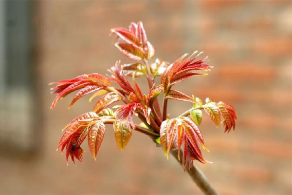 香椿要焯水吃嗎 香椿焯水多久 香椿要焯水吃嗎 香椿焯水多久