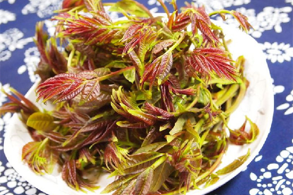 香椿是吃葉子還是桿子 香椿吃多了會(huì)怎樣 香椿是吃葉子還是桿子 香椿吃多了會(huì)怎樣