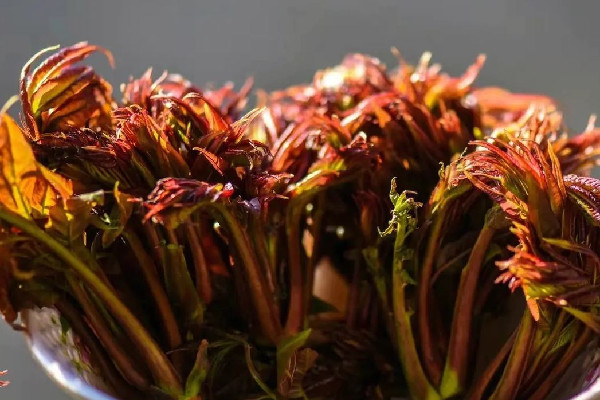 香椿要燙多久 香椿燙過(guò)發(fā)苦是什么原因 香椿要燙多久 香椿燙過(guò)發(fā)苦是什么原因