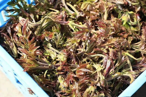 香椿要燙多久 香椿燙過(guò)發(fā)苦是什么原因 香椿要燙多久 香椿燙過(guò)發(fā)苦是什么原因