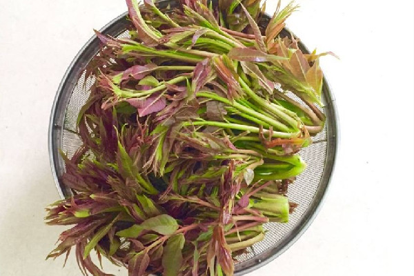 香椿是吃葉子還是桿子 香椿吃多了會(huì)怎樣 香椿是吃葉子還是桿子 香椿吃多了會(huì)怎樣