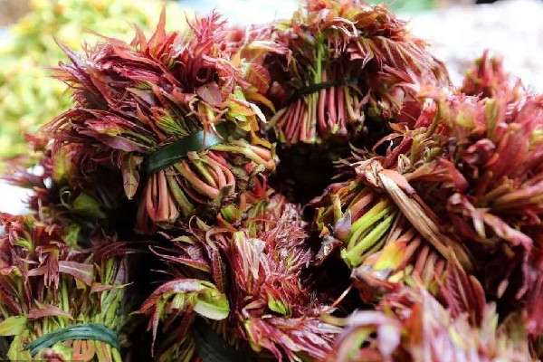 香椿是吃葉子還是桿子 香椿吃多了會(huì)怎樣 香椿是吃葉子還是桿子 香椿吃多了會(huì)怎樣