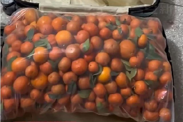 女生帶50斤砂糖橘返校結(jié)果全丟了 砂糖橘能放多久不會壞 女生帶50斤砂糖橘返校結(jié)果全丟了 砂糖橘能放多久不會壞