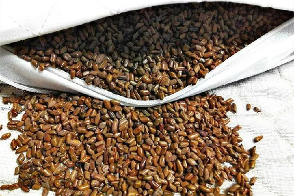 決明子枕頭有什么作用和功效 決明子枕頭可以治療頸椎病嗎 決明子枕頭有什么作用和功效 決明子枕頭可以治療頸椎病嗎