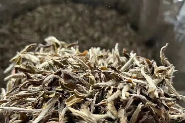 老白茶是發(fā)酵茶嗎 老白茶和普洱哪個(gè)好 老白茶是發(fā)酵茶嗎 老白茶和普洱哪個(gè)好