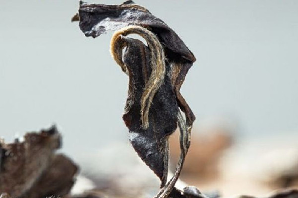 老白茶能泡幾泡 老白茶喝多了有什么壞處 老白茶能泡幾泡 老白茶喝多了有什么壞處