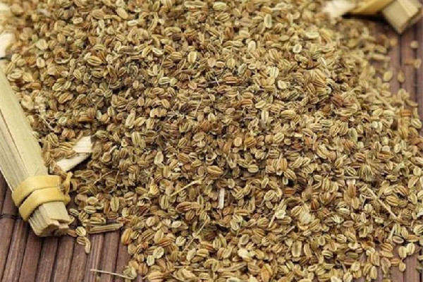 蛇床子有麻醉作用嗎 蛇床子用量多少克 蛇床子有麻醉作用嗎 蛇床子用量多少克