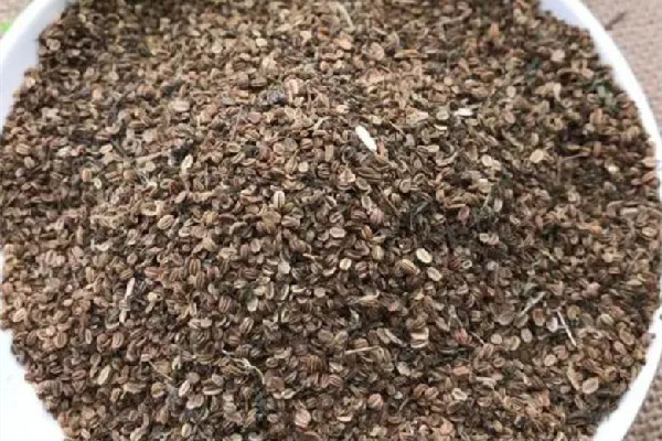 蛇床子多少錢一斤 蛇床子和地膚子的區(qū)別 蛇床子多少錢一斤 蛇床子和地膚子的區(qū)別