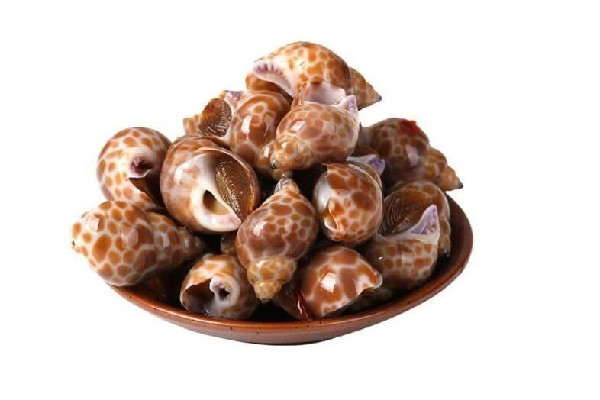 花螺怎么做好吃又簡(jiǎn)單 花螺水開后煮幾分鐘 花螺怎么做好吃又簡(jiǎn)單 花螺水開后煮幾分鐘